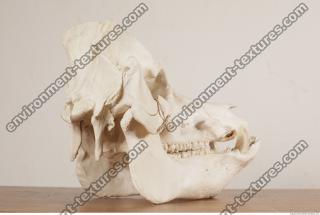 Photo References of Skull